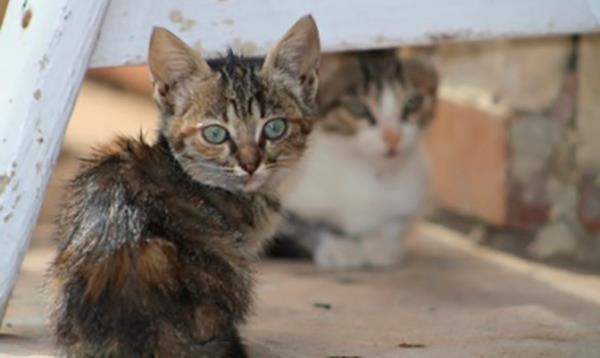 Hjemland Forekomme Vis stedet Uønskede vilde og herreløse katte